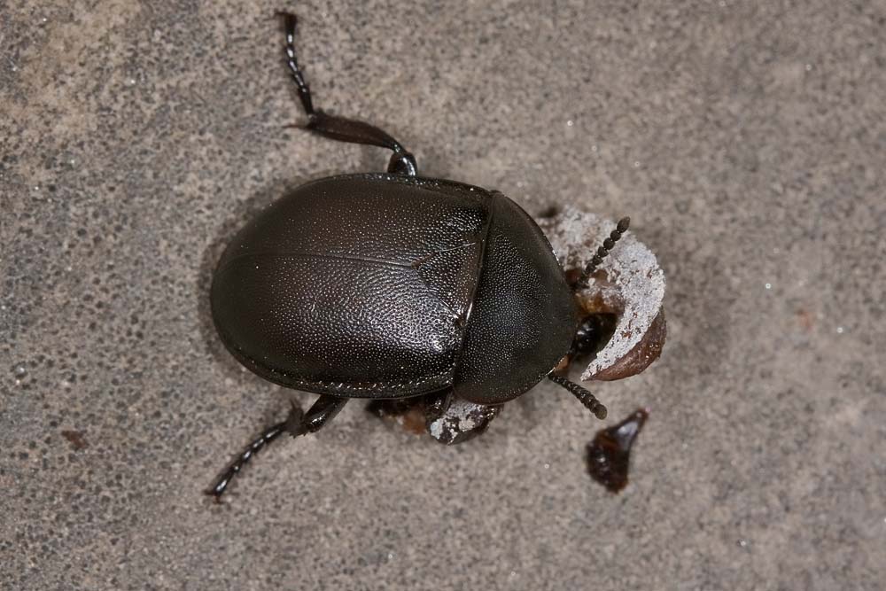 Silphidae predatrici - Ablattaria laevigata